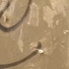 Alaya